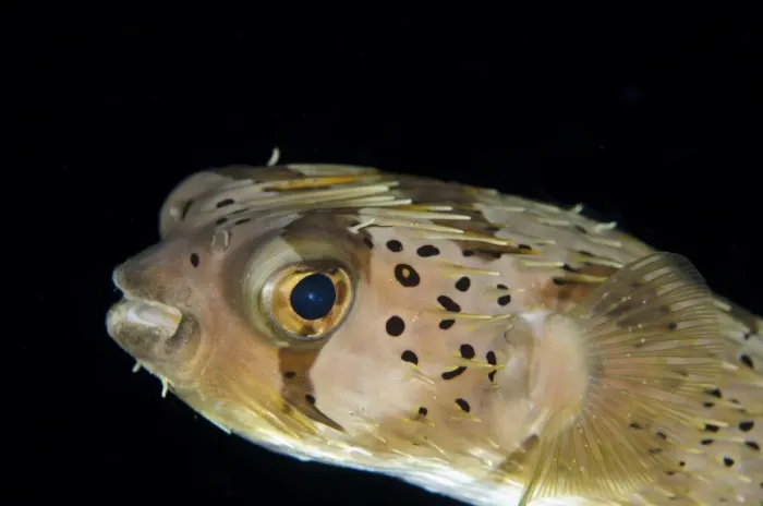 Framed Print : Long-spine Porcupinefish (Diodon holocanthus) adult, close-up of head, at night, Lembeh Straits, Sulawesi Framed Print : Long-spine Porcupinefish (Diodon holocanthus) adult, close-up of head, at night, Lembeh Straits, Sulawesi