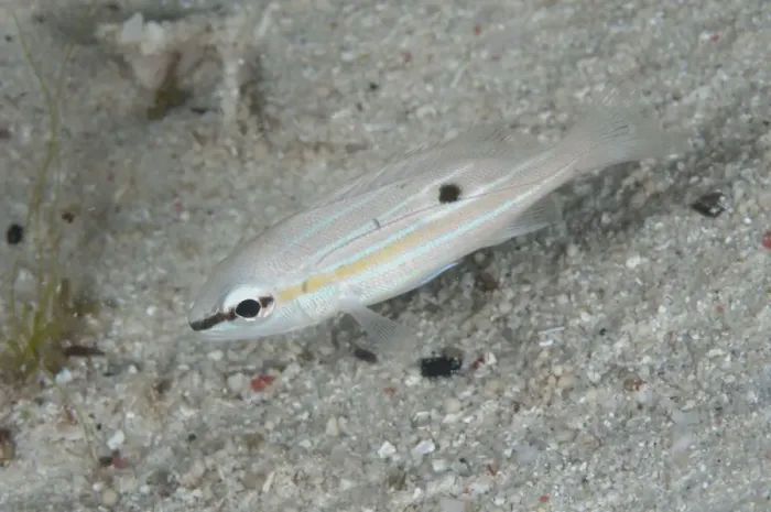 Framed Print : Long-spot Snapper (Lutjanus fulviflamma) juvenile, in night colours, swimming in reef at night, Waigeo Island Framed Print : Long-spot Snapper (Lutjanus fulviflamma) juvenile, in night colours, swimming in reef at night, Waigeo Island