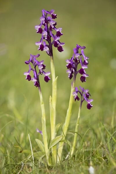 Long-spurred Orchid (Anacamptis longicornu) flowering, Sardinia, Italy, April