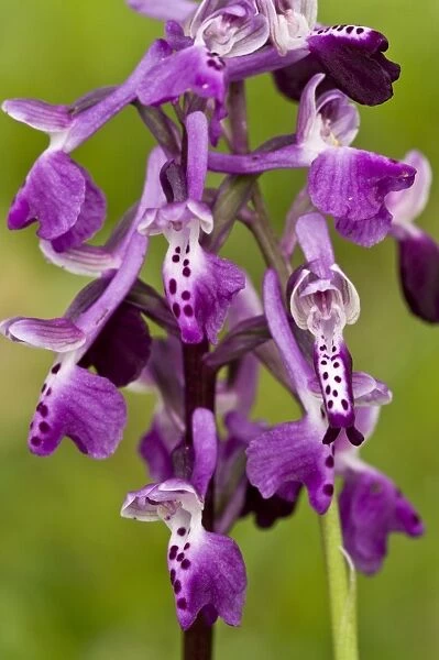 Long-spurred Orchid (Anacamptis longicornu) close-up of flowers, Sardinia, Italy, April