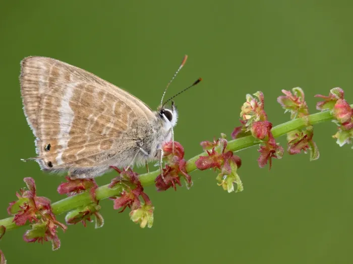 Framed Print : Long-tailed Blue (Lampides boeticus) adult, resting on Sheep's Sorrel (Rumex acetosella) stem, Peloponesos, Southern Greece, april Framed Print : Long-tailed Blue (Lampides boeticus) adult, resting on Sheep's Sorrel (Rumex acetosella) stem, Peloponesos, Southern Greece, april