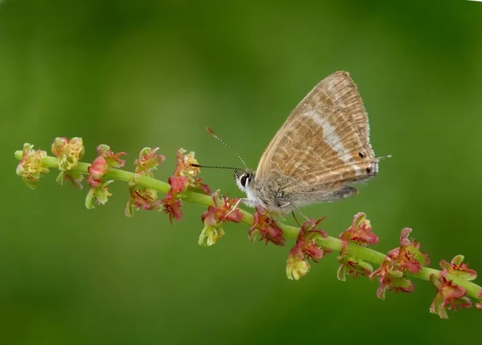 Framed Print : Long-tailed Blue (Lampides boeticus) adult, underside, resting on stem, Greece, april Framed Print : Long-tailed Blue (Lampides boeticus) adult, underside, resting on stem, Greece, april