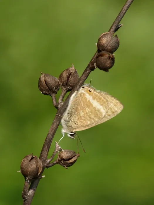 Framed Print : Long-tailed Blue (Lampides boeticus) adult, resting on White Asphodel (Asphodelus albus) stem, Greece, april Framed Print : Long-tailed Blue (Lampides boeticus) adult, resting on White Asphodel (Asphodelus albus) stem, Greece, april