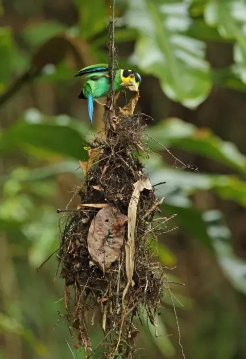 Framed Print : Long-tailed Broadbill (Psarisomus dalhousiae cyanicauda) adult, nest building Framed Print : Long-tailed Broadbill (Psarisomus dalhousiae cyanicauda) adult, nest building