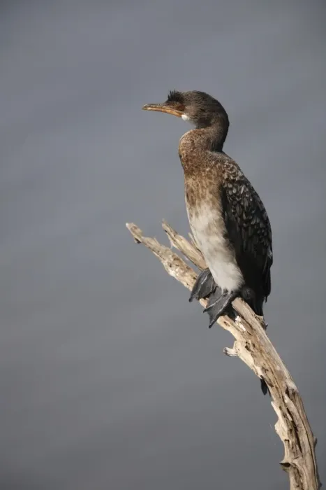 Framed Print : Long-tailed Cormorant (Phalacrocorax africanus) immature, sitting on branch, South Africa