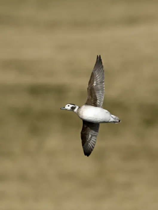 Framed Print : Long-tailed Duck (Clangula hyemalis) adult female, in flight, Shetland Islands, Scotland, april Framed Print : Long-tailed Duck (Clangula hyemalis) adult female, in flight, Shetland Islands, Scotland, april