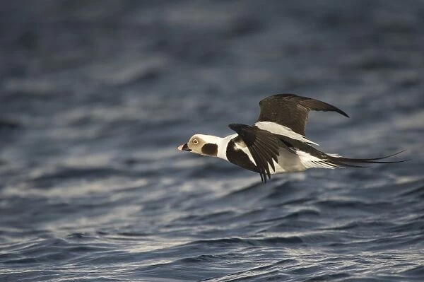 Long-tailed Duck (Clangula hyemalis) adult male, non-breeding plumage, in flight, Batsfjord, Varanger Peninsula