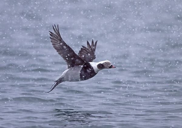 Long-tailed Duck (Clangula hyemalis) adult male, winter plumage, in flight over sea during snowstorm, Northern Norway, march