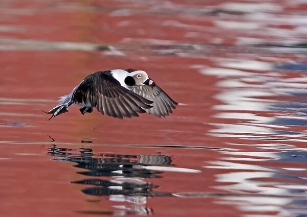 Long tailed Duck (Clangula hyemalis) adult male, winter plumage, in flight, taking off from water with reflections, Northern Norway, march