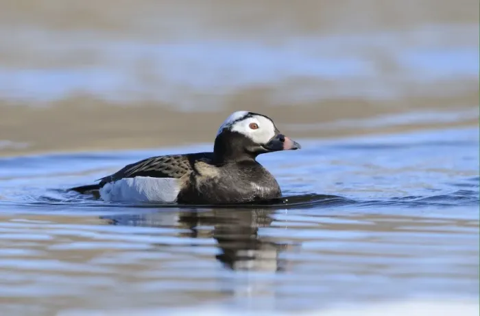 Framed Print : Long-tailed Duck (Clangula hyemalis) adult male, breeding plumage, swimming in arctic lake, Varanger, Norway, june Framed Print : Long-tailed Duck (Clangula hyemalis) adult male, breeding plumage, swimming in arctic lake, Varanger, Norway, june