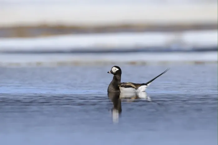 Framed Print : Long-tailed Duck (Clangula hyemalis) adult male, breeding plumage, swimming in arctic lake, Varanger, Norway, june Framed Print : Long-tailed Duck (Clangula hyemalis) adult male, breeding plumage, swimming in arctic lake, Varanger, Norway, june