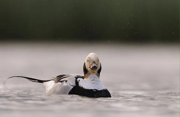 Long-tailed Duck (Clangula hyemalis) adult male, eclipse plumage, swimming, Iceland, June