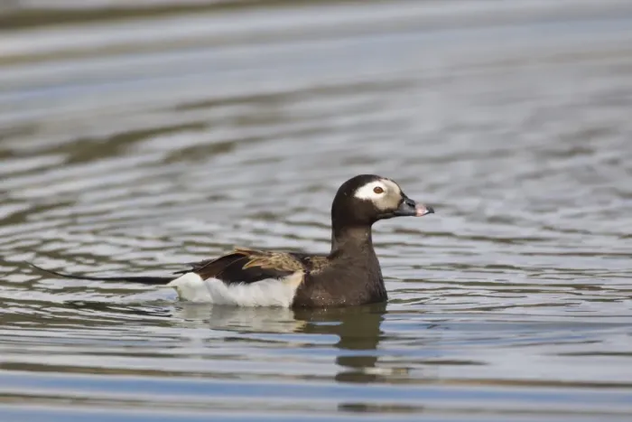 Framed Print : Long-tailed Duck (Clangula hyemalis) adult male, breeding plumage, swimming on lake, Lake Myvatn, Iceland, May Framed Print : Long-tailed Duck (Clangula hyemalis) adult male, breeding plumage, swimming on lake, Lake Myvatn, Iceland, May