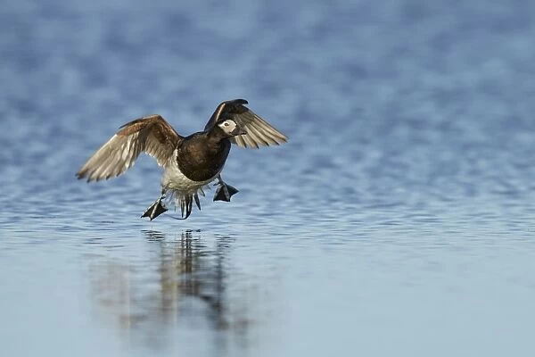 Long-tailed Duck (Clangula hyemalis) adult male, breeding plumage, in flight, landing on tundra pool, near Barrow