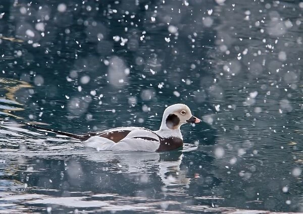 Long-tailed Duck (Clangula hyemalis) adult male, winter plumage, swimming at sea during heavy snowfall