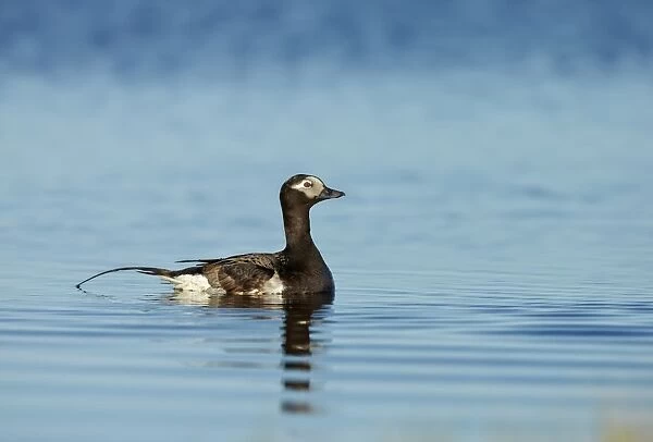 Long-tailed Duck (Clangula hyemalis) adult male, breeding plumage, swimming on tundra pool, near Barrow, Alaska, U. S. A
