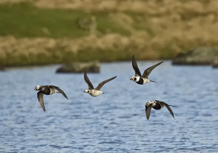 Framed Print : Long-tailed Duck (Clangula hyemalis) adult males and female, moulting, in flight, Shetland Islands, Scotland, april Framed Print : Long-tailed Duck (Clangula hyemalis) adult males and female, moulting, in flight, Shetland Islands, Scotland, april