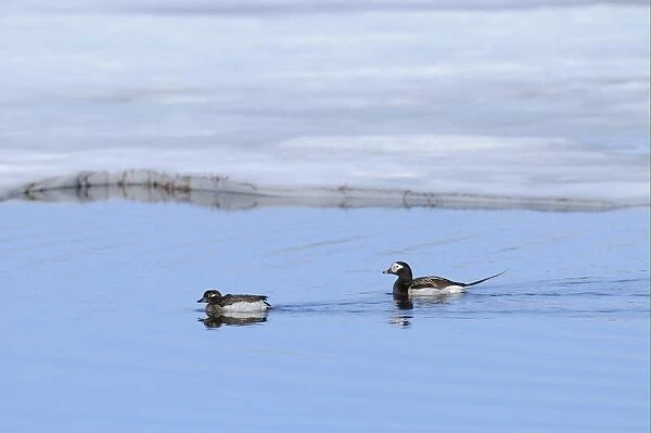 Long-tailed Duck (Clangula hyemalis) adult pair, breeding plumage, swimming in arctic lake, Varanger, Norway, june