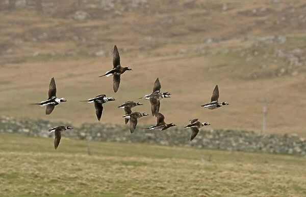 Long-tailed Duck (Clangula hyemalis) flock, mixed plumages, in flight, Shetland Islands, Scotland, April