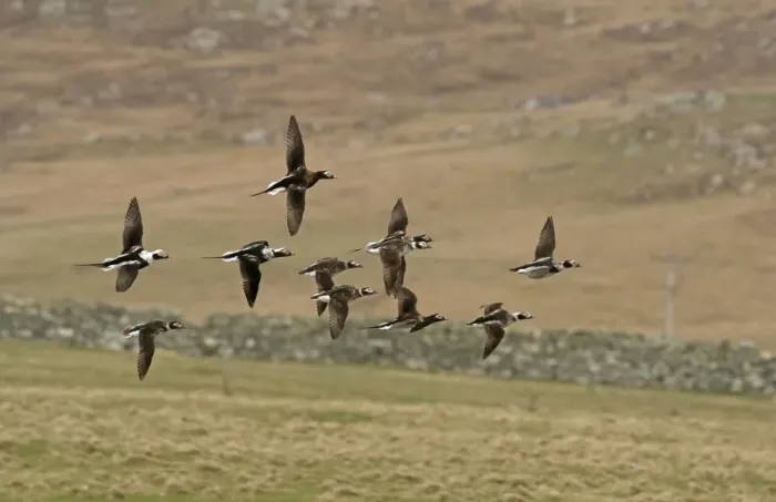 Framed Print : Long-tailed Duck (Clangula hyemalis) flock, mixed plumages, in flight, Shetland Islands, Scotland, April Framed Print : Long-tailed Duck (Clangula hyemalis) flock, mixed plumages, in flight, Shetland Islands, Scotland, April