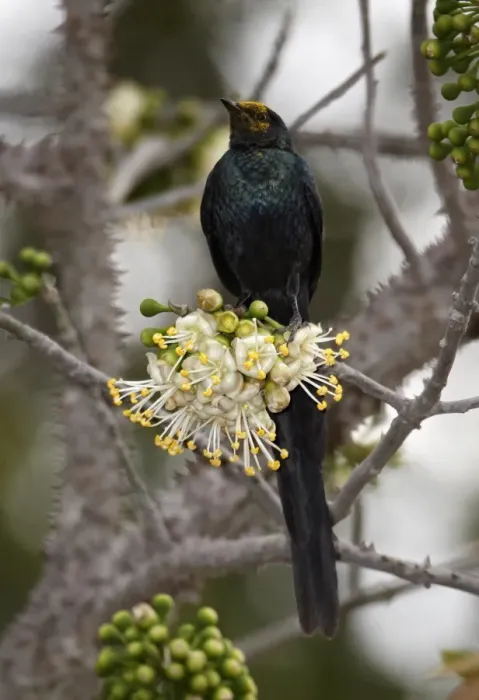 Framed Print : Long-tailed Glossy-starling (Lamprotornis caudatus) adult, feeding on ceiba tree flower pollen, Niokolo-Koba, Senegal, january Framed Print : Long-tailed Glossy-starling (Lamprotornis caudatus) adult, feeding on ceiba tree flower pollen, Niokolo-Koba, Senegal, january