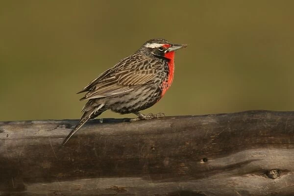 Long-tailed Meadowlark (Sturnella loyca) adult male, standing on wood, Argentina, october