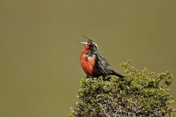 Long-tailed Meadowlark (Sturnella loyca) adult male, singing, perched on bush, Torres del Paine N. P