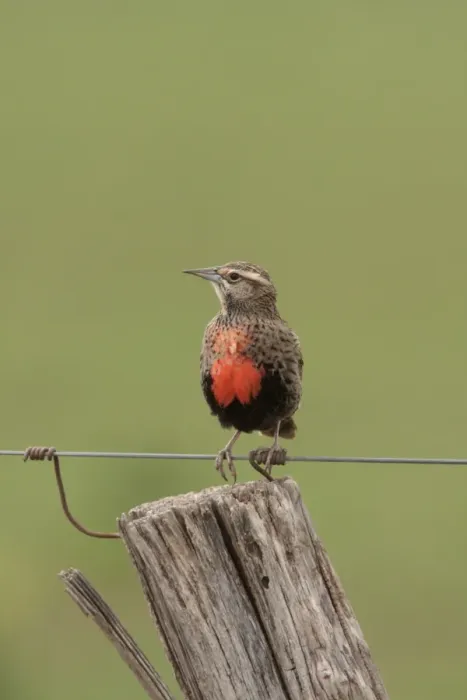 Framed Print : Long-tailed Meadowlark (Sturnella loyca) adult female, perched on wire, Bahia Blanca, Buenos Aires Province, Argentina, september Framed Print : Long-tailed Meadowlark (Sturnella loyca) adult female, perched on wire, Bahia Blanca, Buenos Aires Province, Argentina, september