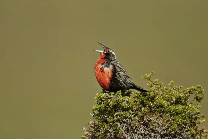 Framed Print : Long-tailed Meadowlark (Sturnella loyca) adult male, singing, perched on bush, Torres del Paine N. P Framed Print : Long-tailed Meadowlark (Sturnella loyca) adult male, singing, perched on bush, Torres del Paine N. P