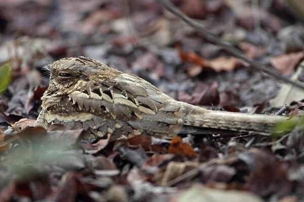 Long-tailed Nightjar (Caprimulgus climacurus) adult, resting amongst leaf litter, Gambia, january