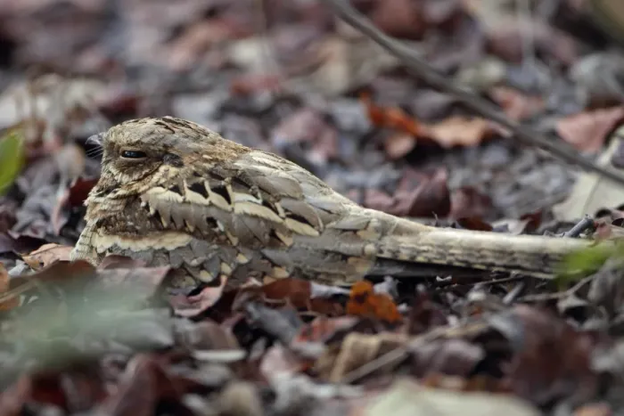 Framed Print : Long-tailed Nightjar (Caprimulgus climacurus) adult, resting amongst leaf litter, Gambia, january Framed Print : Long-tailed Nightjar (Caprimulgus climacurus) adult, resting amongst leaf litter, Gambia, january