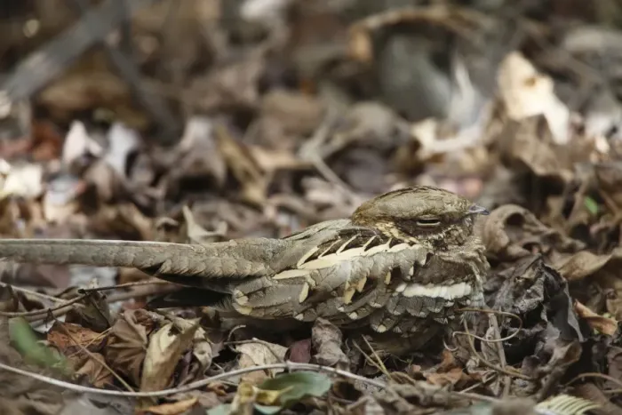 Framed Print : Long-tailed Nightjar (Caprimulgus climacurus) adult, sitting on forest floor, Gambia, january