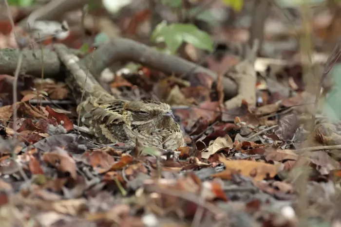 Framed Print : Long-tailed Nightjar (Caprimulgus climacurus) adult, sitting amongst leaf litter, Gambia, January Framed Print : Long-tailed Nightjar (Caprimulgus climacurus) adult, sitting amongst leaf litter, Gambia, January