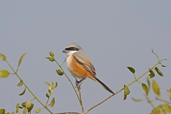 Long-tailed Shrike (Lanius schach) adult, perched on twig, Keoladeo Ghana N. P. (Bharatpur), Rajasthan, India, February