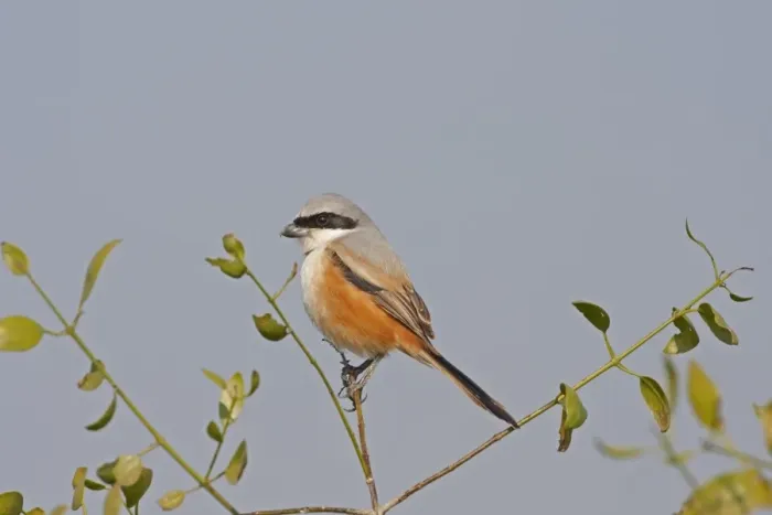 Framed Print : Long-tailed Shrike (Lanius schach) adult, perched on twig, Keoladeo Ghana N. P. (Bharatpur), Rajasthan, India, February Framed Print : Long-tailed Shrike (Lanius schach) adult, perched on twig, Keoladeo Ghana N. P. (Bharatpur), Rajasthan, India, February