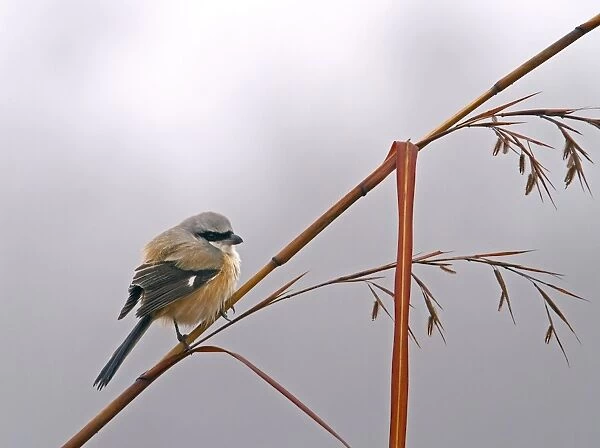 Long-tailed Shrike (Lanius schach) adult, perched on stem, Uttaranchal, India, january