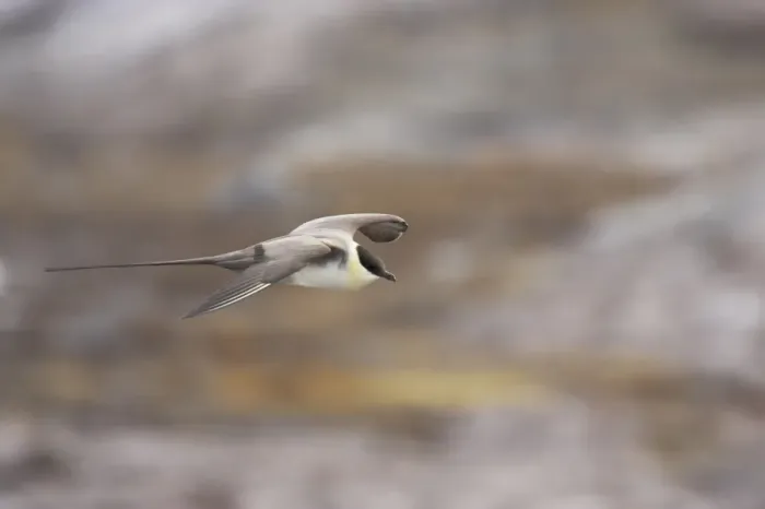 Framed Print : Long-tailed Skua (Stercorarius longicaudus) adult, in flight over tundra, Spitsbergen, Svalbard Framed Print : Long-tailed Skua (Stercorarius longicaudus) adult, in flight over tundra, Spitsbergen, Svalbard
