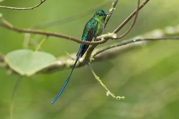 Long-tailed Sylph (Aglaiocercus kingi) adult male, perched on twig in montane rainforest, Andes, Ecuador, November