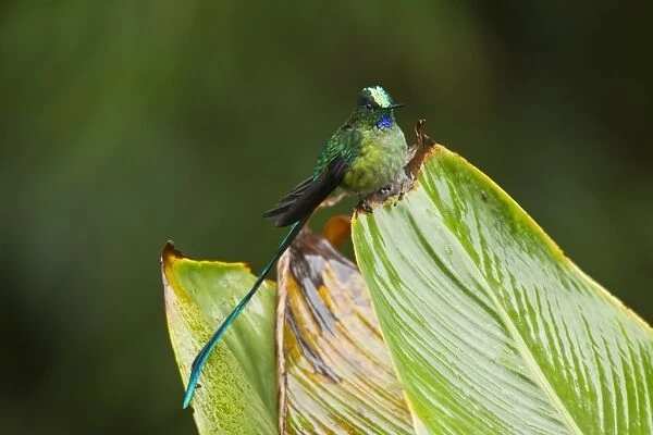 Long-tailed Sylph (Aglaiocercus kingi) adult male, perched on leaf in montane rainforest, Andes, Ecuador, November