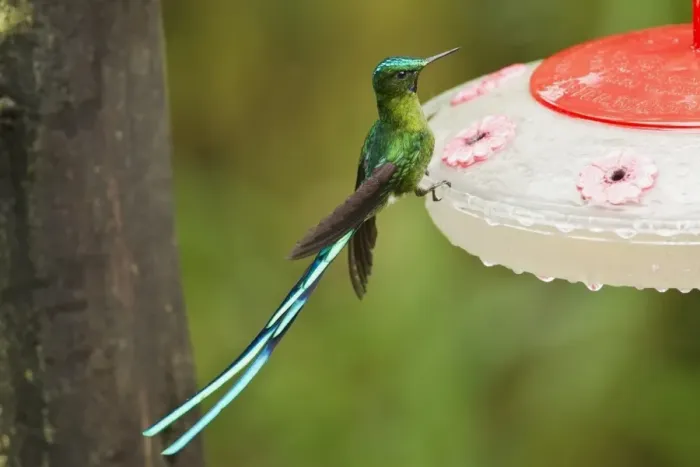 Framed Print : Long-tailed Sylph (Aglaiocercus kingi) adult male, feeding at feeder in montane rainforest, Andes, Ecuador, November Framed Print : Long-tailed Sylph (Aglaiocercus kingi) adult male, feeding at feeder in montane rainforest, Andes, Ecuador, November