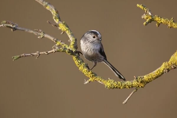 Long-tailed Tit (Aegithalos caudatus) adult, perched on lichen covered twig, West Yorkshire, England, March