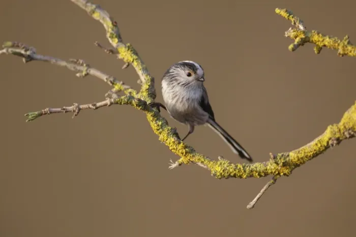 Framed Print : Long-tailed Tit (Aegithalos caudatus) adult, perched on lichen covered twig, West Yorkshire, England, March Framed Print : Long-tailed Tit (Aegithalos caudatus) adult, perched on lichen covered twig, West Yorkshire, England, March