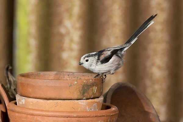 Long-tailed Tit (Aegithalos caudatus) adult, perched on flowerpot, Suffolk, England, February