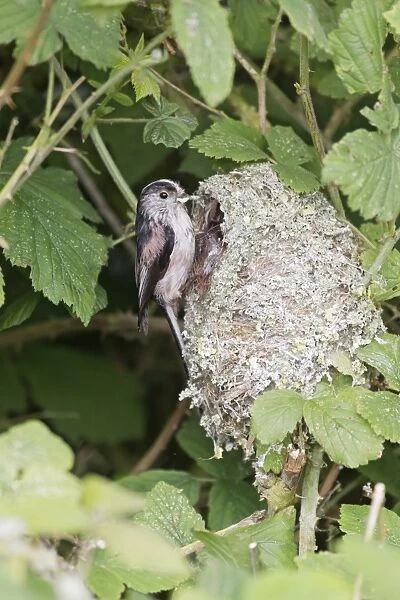 Long-tailed Tit (Aegithalos caudatus) adult, with caterpillar in beak to feed chicks, perched at nest entrance