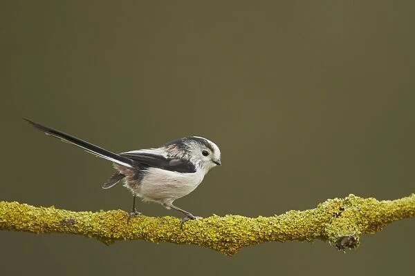 Long-tailed Tit (Aegithalos caudatus) adult, perched on lichen covered twig, Shropshire, England, December