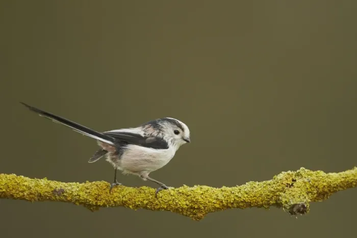 Framed Print : Long-tailed Tit (Aegithalos caudatus) adult, perched on lichen covered twig, Shropshire, England, December Framed Print : Long-tailed Tit (Aegithalos caudatus) adult, perched on lichen covered twig, Shropshire, England, December