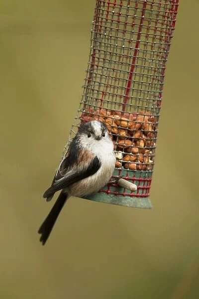 Long-tailed Tit (Aegithalos caudatus) adult, feeding on hanging peanut feeder, Peak District, Derbyshire, England
