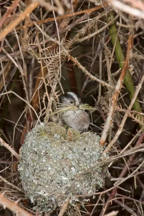 Framed Print : Long-tailed Tit (Aegithalos caudatus) adult, with bark nesting material in beak, building unfinished nest, Suffolk, England, march