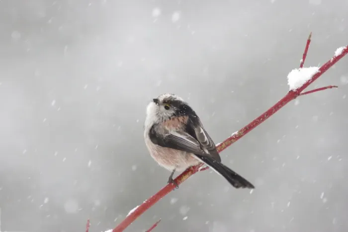 Framed Print : Long-tailed Tit (Aegithalos caudatus) adult, perched on twig in snowstorm, Yorkshire, England, february Framed Print : Long-tailed Tit (Aegithalos caudatus) adult, perched on twig in snowstorm, Yorkshire, England, february