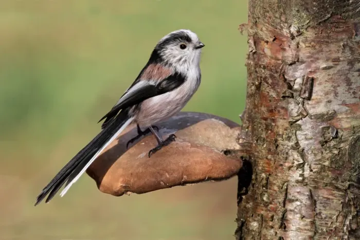 Framed Print : Long-tailed Tit (Aegithalos caudatus) adult, perched on Birch Polypore (Piptoporus betulinus) fruiting body, Leicestershire, England, february